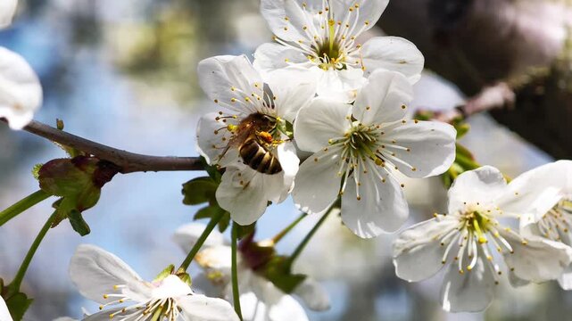 Honey bee on white cherry flowers collecting nectar in bright spring sunlight.
