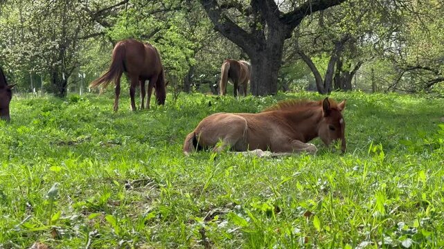 Newborn Foal Resting and Falling Asleep in Spring Pasture 