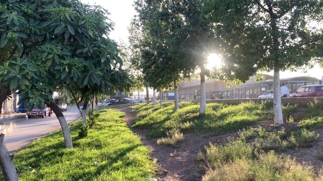 Sunlit tree lined green pathway along a peaceful urban road
