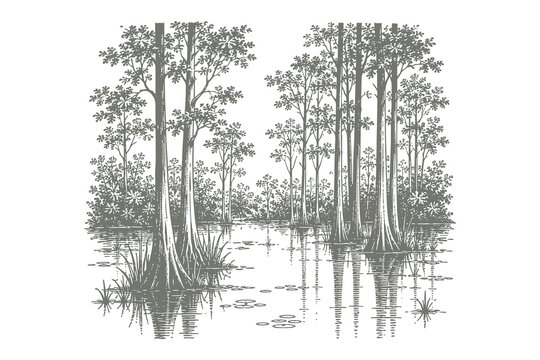 Cypress Trees in a Swamp Wetland in Vintage Etching Style Vector Illustration for Bayou Landscape and Environmental Conservation Graphic Design Projects