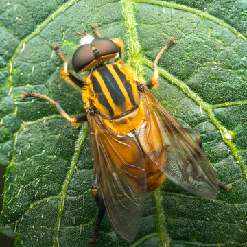 Macro Close Up of Colorful Hoverfly on Green Leaf in Natural Garden Environment