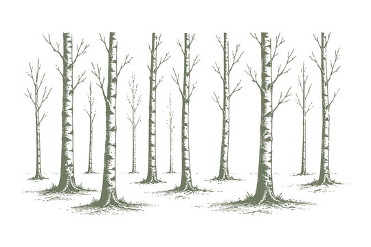 Set of Birch Trees with Slender Trunks in Traditional Woodcut Style Vector Illustration for European Forest Landscape and Botanical Design Projects