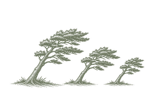 Vintage Engraving Style Vector Illustration of Windblown Pine Trees Set on a Hillside for Coastal and Harsh Weather Nature Graphic Design Projects