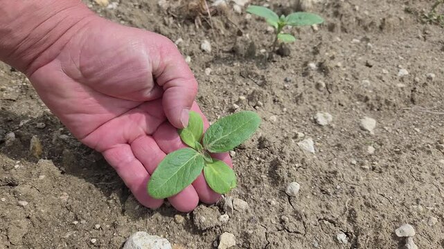 Main d&rsquo;un technicien agricole ou d&rsquo;un agriculteur contr&ocirc;lant les jeunes pousses de tournesol dans un champ agricole.