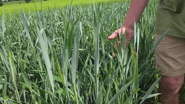 Main de technicien agricole ou agriculteur parcourant le champ de bl&eacute; en croissance