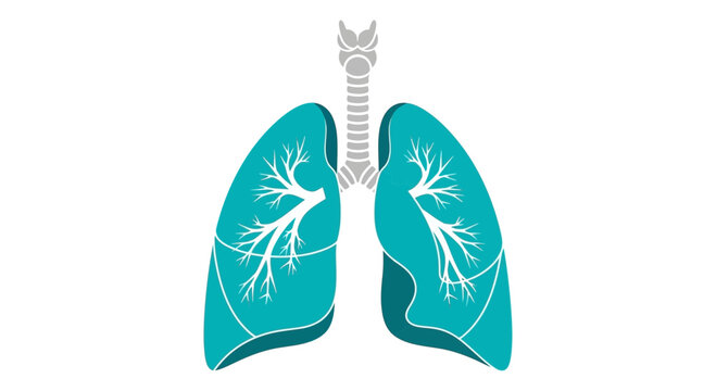 Anatomical Illustration Of Human Lungs Demonstrating Respiratory System And Health