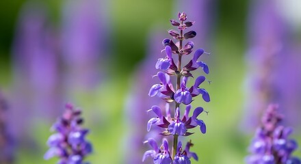Obraz premium Purple Salvia Flowers Blooming in a Garden.