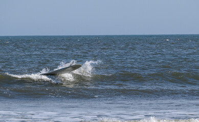 Obraz premium The invisible surfer in the freezing North Sea in Northumberland