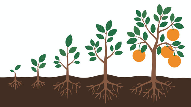 Orange tree growth stages illustration from sprout to mature fruit bearing tree with roots high quality