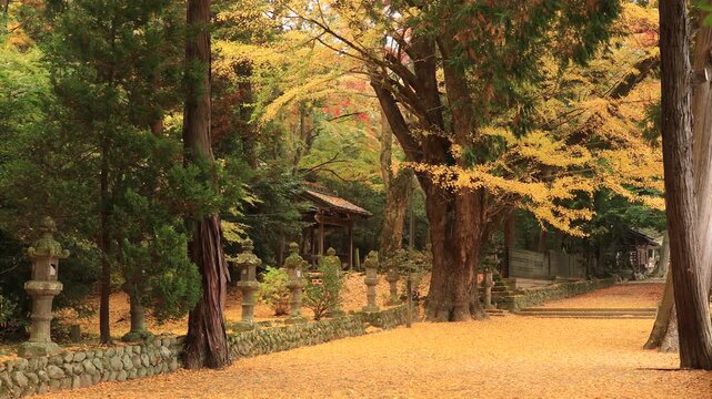 4K Video of Autumn Shrine Path Panning Right with Golden Leaves (No Audio)