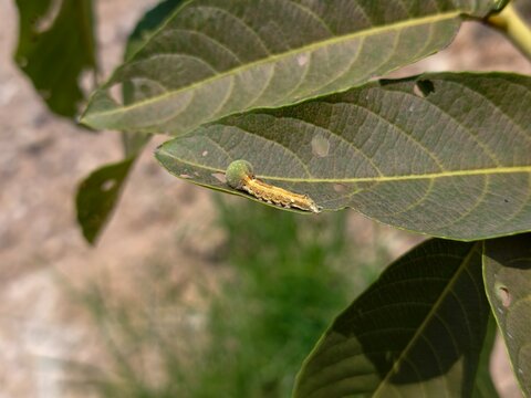 fall armyworm found in agricultural fields.