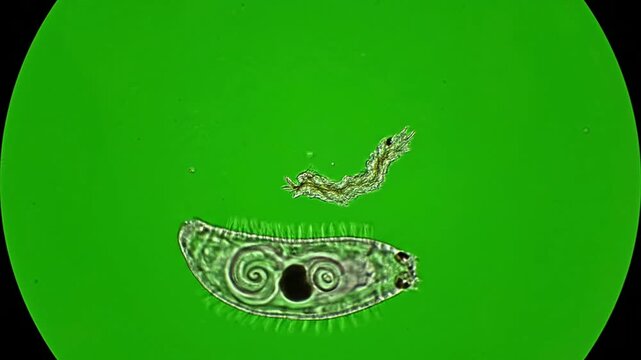 Detailed Microscopic View of a Rotifer with Swirling Patterns in Motion Against Bright Green Background For Educational and Scientific Use