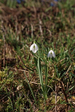 Snowdrops bloom in the forest in spring