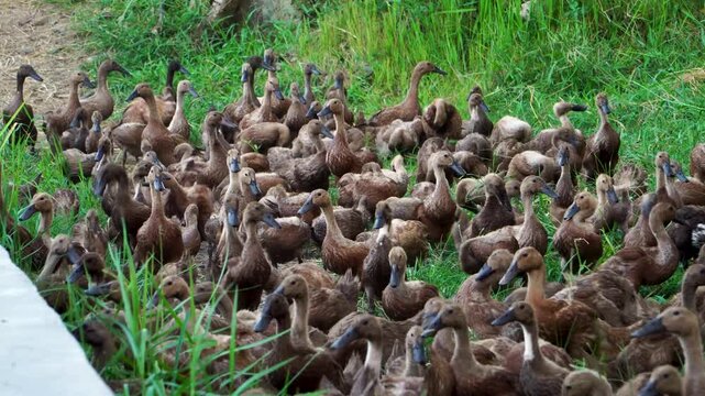 A large flock of free-range brown domestic ducks, Anas platyrhynchos domesticus, gathered in a green grassy field during traditional herding in Indonesia, Southeast Asia.