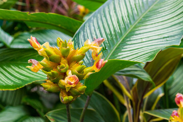 Obraz premium Close-up cluster of yellow Phrynium pubinerve flower against green foliage background