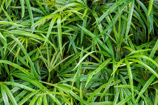 Natural tropical background with green leaves of Osmoxylon lineare or Miagos Bush or Ararea plant