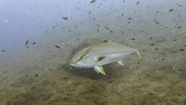 Detailed close-up of a Greater Amberjack (Seriola dumerili) swimming majestically in open water at Balearic Island, Spain.