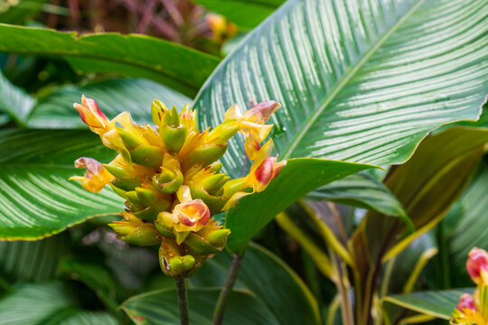 Close-up cluster of yellow Phrynium pubinerve flower against green foliage background
