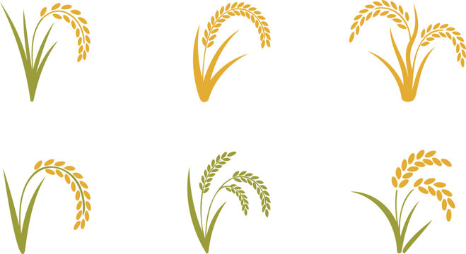 Rice plant  green and yellow wheat ears  plant with long green leaves and yellow seeds on top  food crop