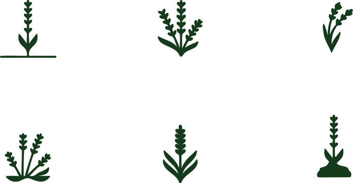Set of green plants with leaves and stems in various growth stages and shapes  isolated on transparent background
