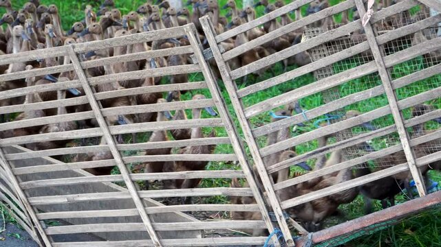 A flock of brown domestic ducks, Anas platyrhynchos domesticus, is herded by a farmer into a wooden pen after free-range grazing in an Indonesian village, Southeast Asia.