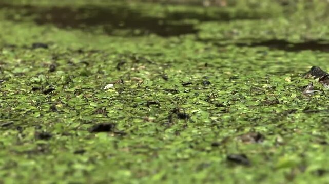 some insects are running to save themselves