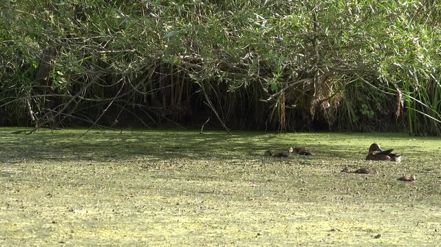 Duck Swimming on a Lake, Pond, Water in Park in London, Wild Bird
