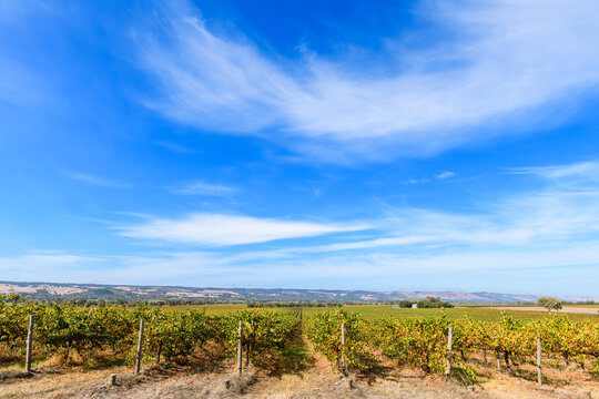 Grapevines in a row in McLaren Vale after harvest on a bright clear day, South Australia. Rolling hills and agricultural landscape stretch into the distance under blue sky with strong natural daylight
