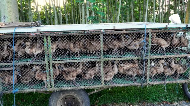 Wide-angle shot of brown domestic ducks (Anas platyrhynchos domesticus) inside a wire transport cage, ready to be brought home by a farmer in rural Indonesia, Southeast Asia.