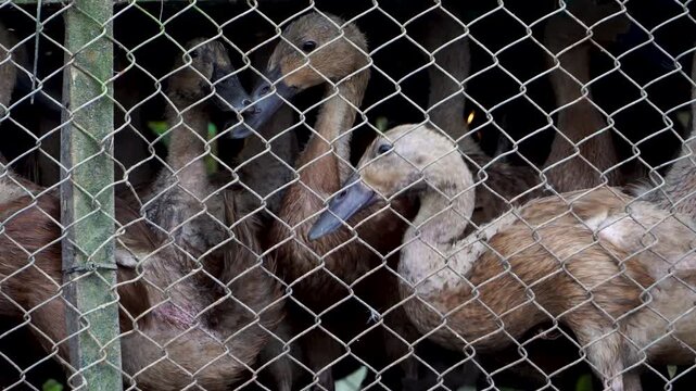 Detailed close-up of brown domestic ducks, Anas platyrhynchos domesticus, crowded behind a wire mesh cage awaiting transport on an Indonesian farm, Southeast Asia.