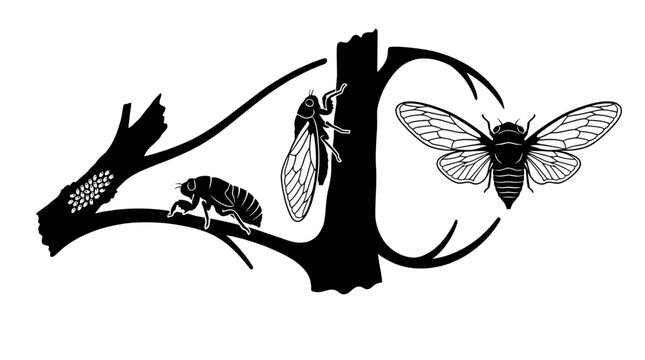 Illustrative depiction of cicada life cycle stages on a branch, showing eggs, nymph, and adult insect in black and white