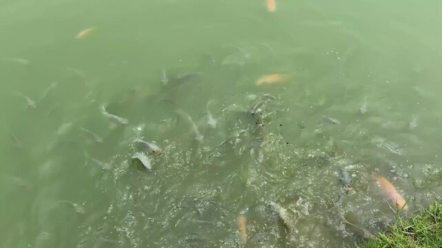 Tilapia and silver carp in aquaculture ponds.