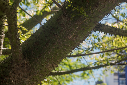 Close-up of tree with pickles Ceiba Speciosa, or "palo borracho", at Plaza Rivadavia in Bah&iacute;a Blanca, Argentina 