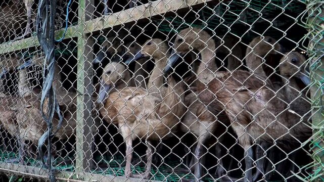 Close up shot of brown domestic ducks (Anas platyrhynchos domesticus) standing inside a wire mesh cage at a traditional poultry farm in Indonesia, Southeast Asia.