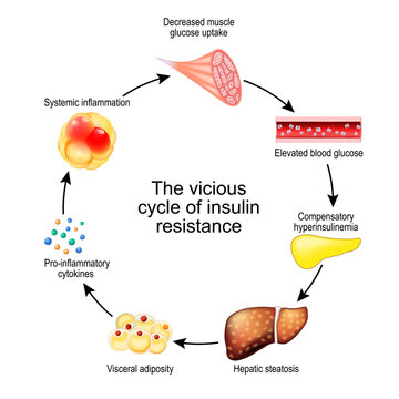vicious cycle of insulin resistance