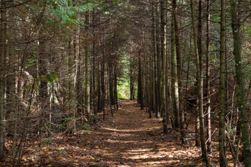 Fototapeta premium Forest Trail, Path in Algonquin Provincial Park Ontario Canada