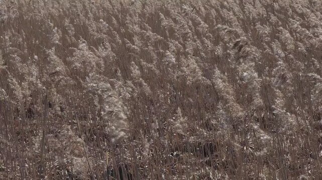brown common reed moving in wind background video