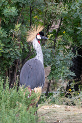 Obraz premium Grey Crowned Crane (Balearica regulorum), (captive bird), Calgary Zoo, Calgary, Alberta, Canada