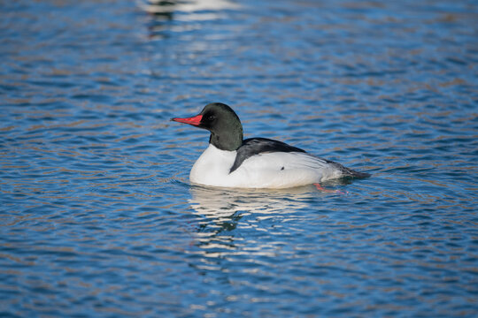 Male Common Merganser (Mergus merganser) swimming in beaver pond, Princes Island Park, Calgary, Alberta, Canada