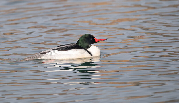 Male Common Merganser (Mergus merganser) swimming on beaver pond, Princes Island Park, Calgary, Alberta, Canada