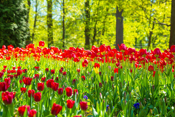 Fototapeta premium Blooming red tulips in the park. Tulip festival.