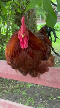 Vertical - Close-up of a Red Rooster Sitting on a Perch with Green Background