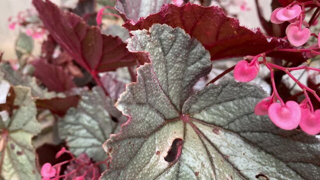4K macro of pink begonia flowers and textured silver leaves swaying gently in the breeze, natural light with rich detail and soft mood, ideal for botanical, floral and garden themes.