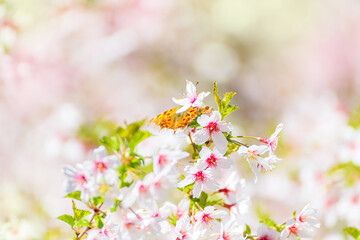 Fototapeta premium Orange butterfly on pink cherry blossom in spring.