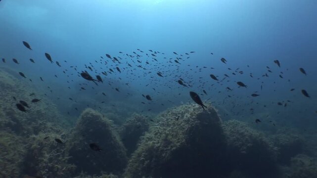 underwater scenery blue water damsel fish school ocean scenery mediterranean