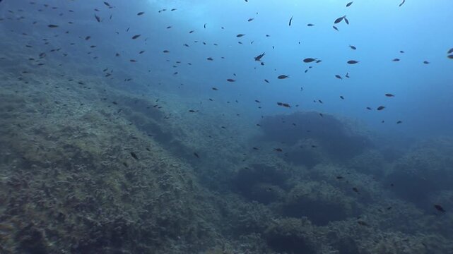 damsel fish school on sea grass moving together damselfish scenery in blue water underwater algae scubadivers to see