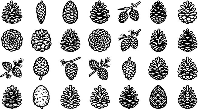 Black and White Line Art Collection of Pine Cones, Vector Stock Asset for Nature and Winter Themes