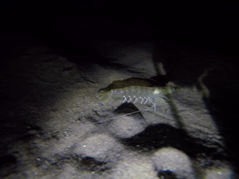 Western King Prawn (Penaeus latisulcatus) burying itself beneath the sandy seabed.