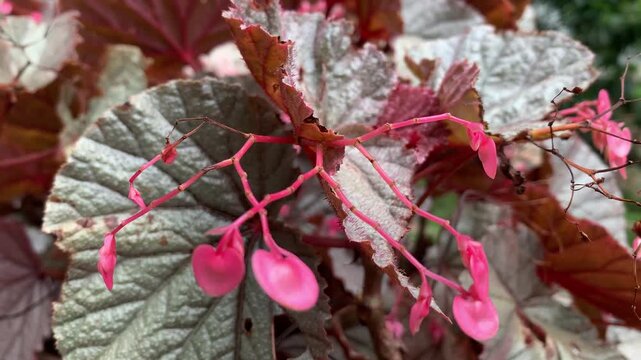 4K macro of pink begonia flowers and textured silver leaves swaying gently in the breeze, natural light with rich detail and soft mood, ideal for botanical, floral and garden themes.