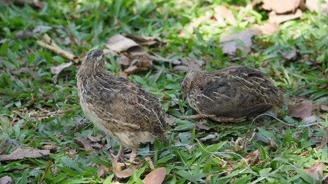 quails